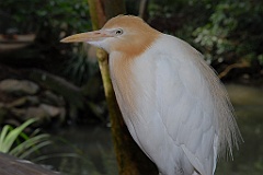 0769 Wildlife Habitat Port Douglas